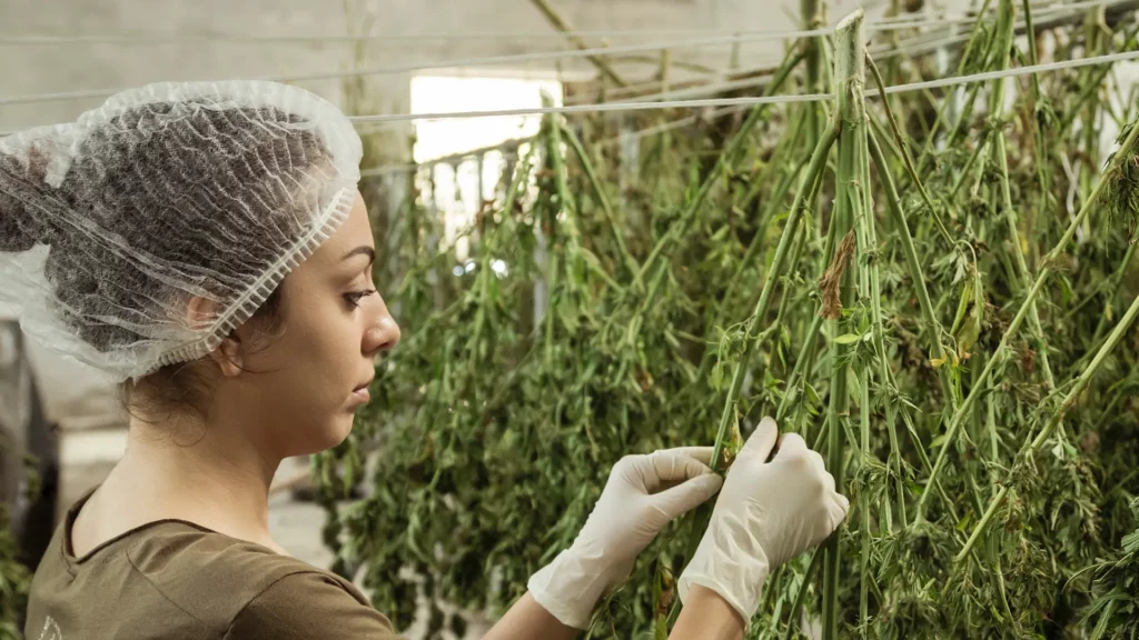 Séchage de fleurs de cannabis CBD